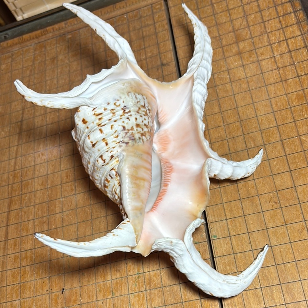 Spider Conch Natural White Brown Shell 10”Lx6.5”Wx2.75”H Beach Bath 11.4oz - Picture 7 of 17